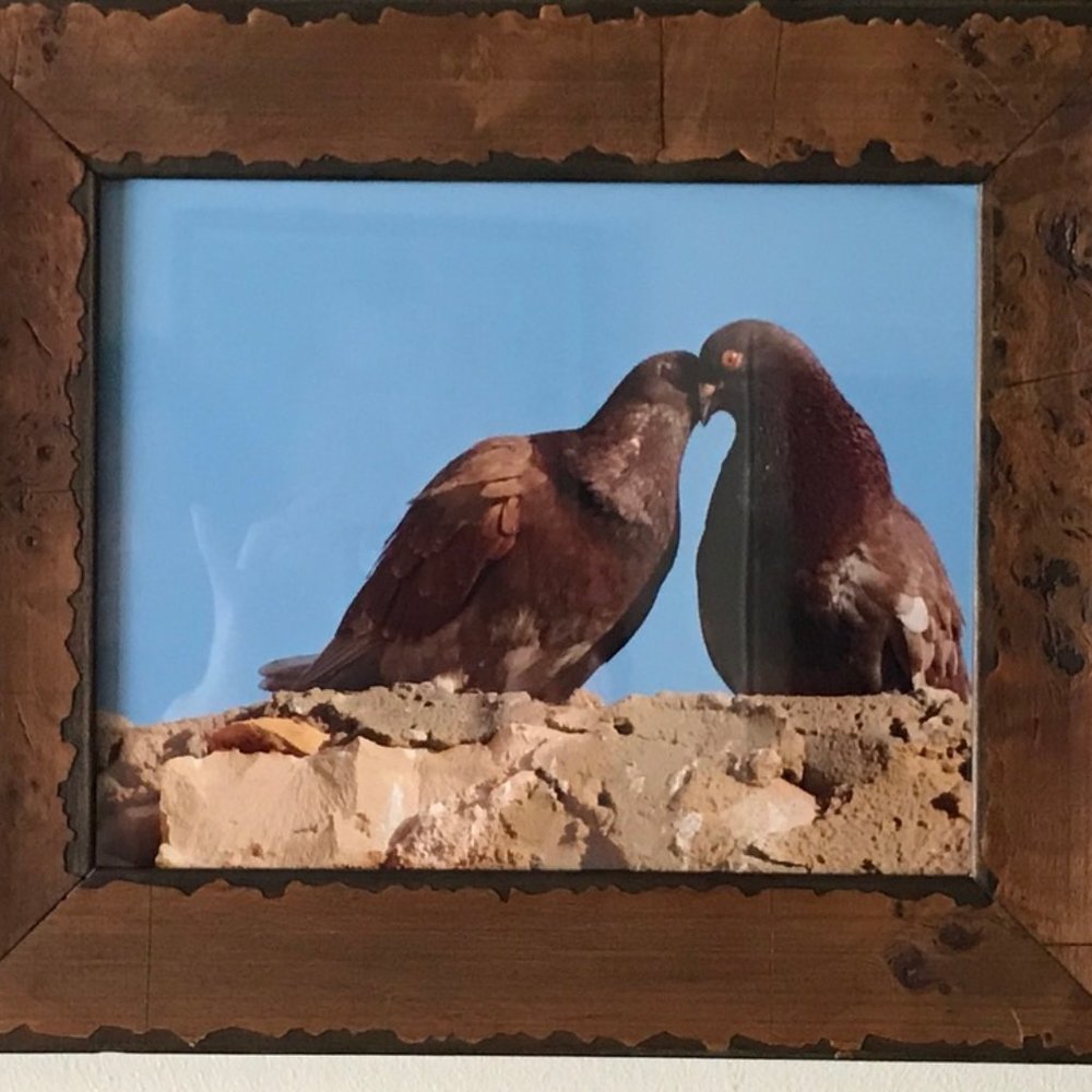 11x14" Lovebirds - Tunisia, Framed Photo by Noora Elkoussy - HOME